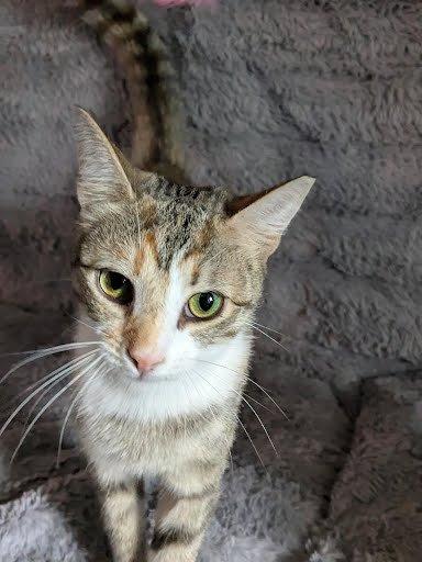 Hazel, Adoptable, Young Female Domestic Short Hair.