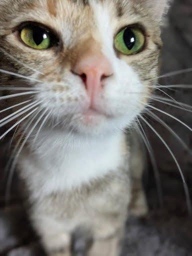 Hazel, a Adoptable Domestic Short Hair in Raleigh, NC image 2/3