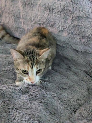 Hazel, a Adoptable Domestic Short Hair in Raleigh, NC image 3/3