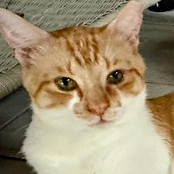 Enlarge Foxxy, a Adoptable Tabby in Denver, NC image 2/4