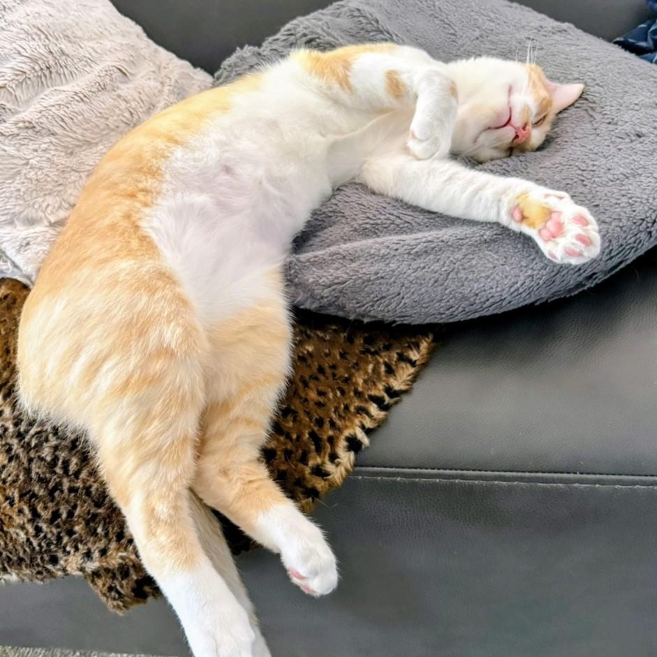 Enlarge Foxxy, a Adoptable Tabby in Denver, NC image 4/4