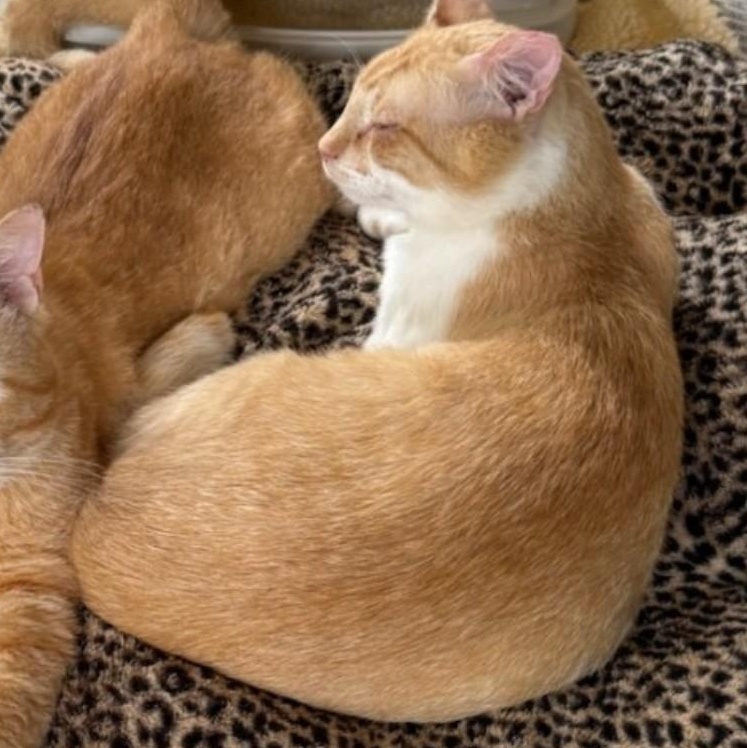 Enlarge Foxxy, a Adoptable Tabby in Denver, NC image 3/4