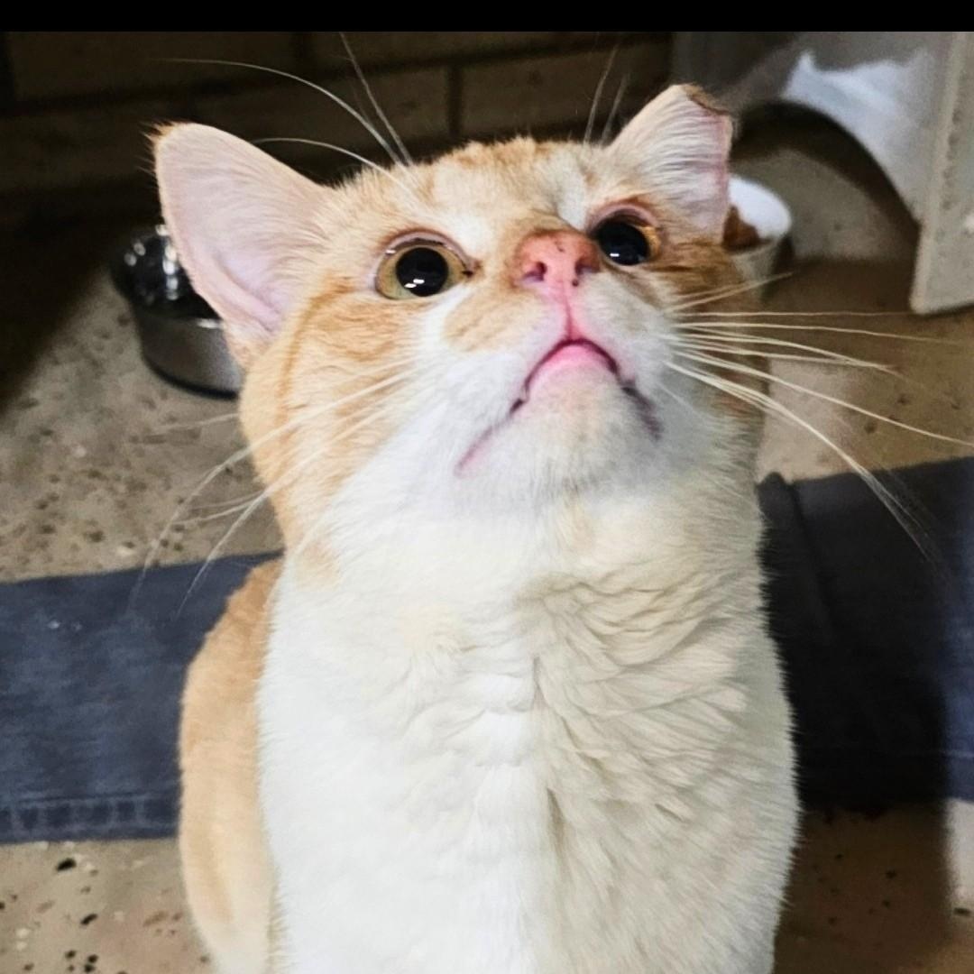 Foxxy, Adoptable, Young Male Tabby.