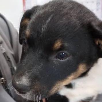 Mudcat (Minor League Litter), Adoptable, Puppy Female Australian Kelpie & Mixed Breed.