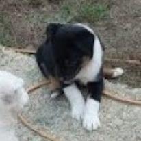 Enlarge Mudcat (Minor League Litter), a Adoptable mixed breed in Lenoir, NC image 1/5