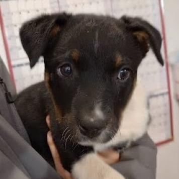Enlarge Mudcat (Minor League Litter), a Adoptable mixed breed in Lenoir, NC image 3/5