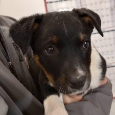 Enlarge Mudcat (Minor League Litter), a Adoptable mixed breed in Lenoir, NC image 4/5