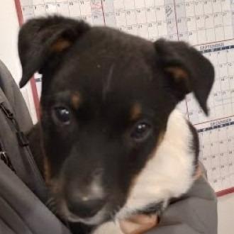 Mudcat (Minor League Litter), a Adoptable mixed breed in Lenoir, NC image 4/5