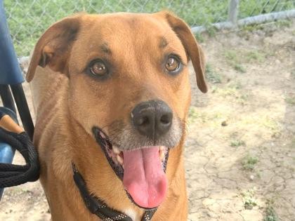 Pan, an adopted Mixed Breed in Georgetown, TX image 1/3