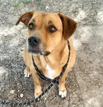 Pan, an adopted Mixed Breed in Georgetown, TX image 2/3