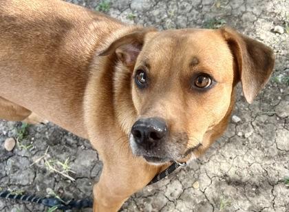 Pan, an adopted Mixed Breed in Georgetown, TX image 3/3