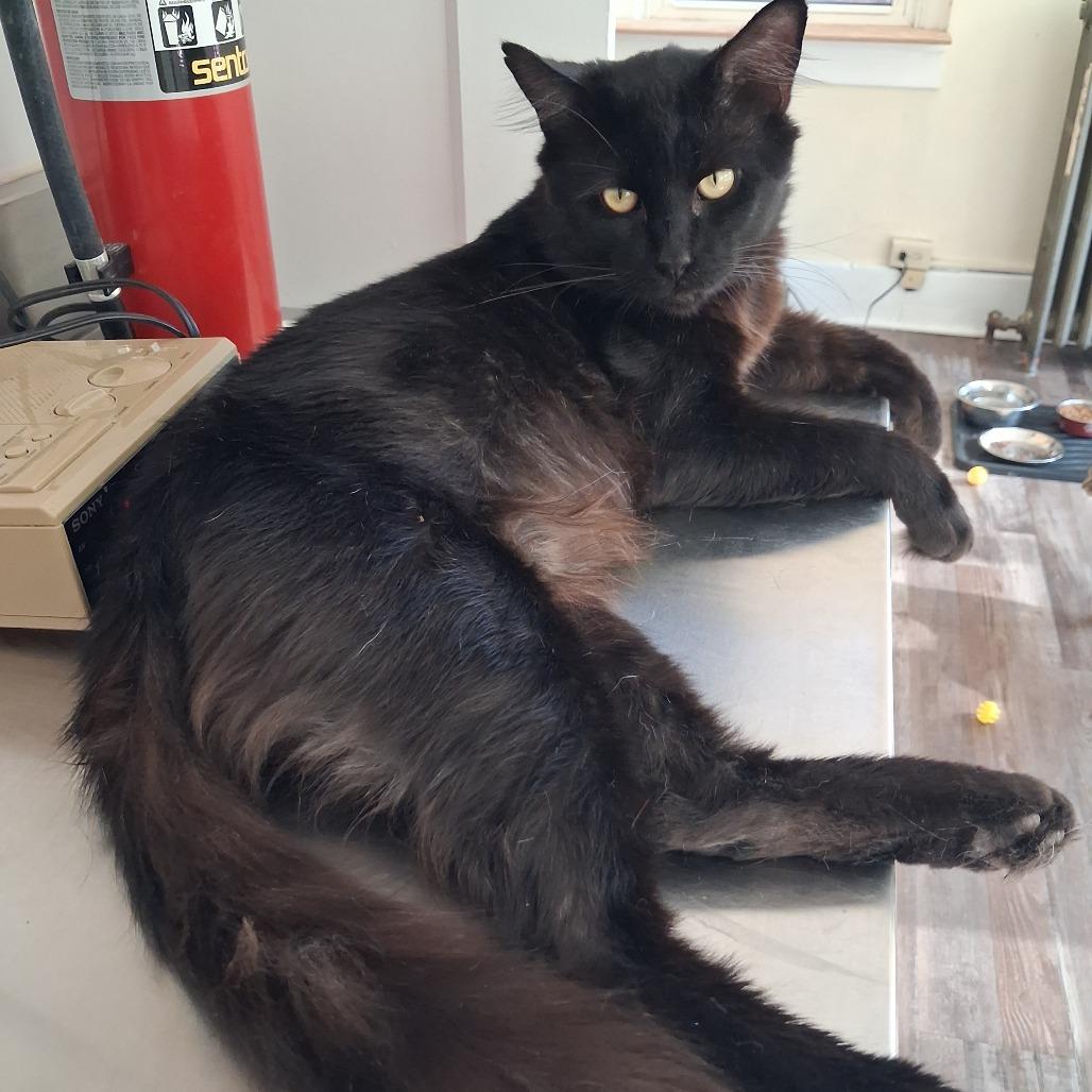 Enlarge Bob, a Adoptable Domestic Medium Hair in Pittsburgh, PA image 1/6