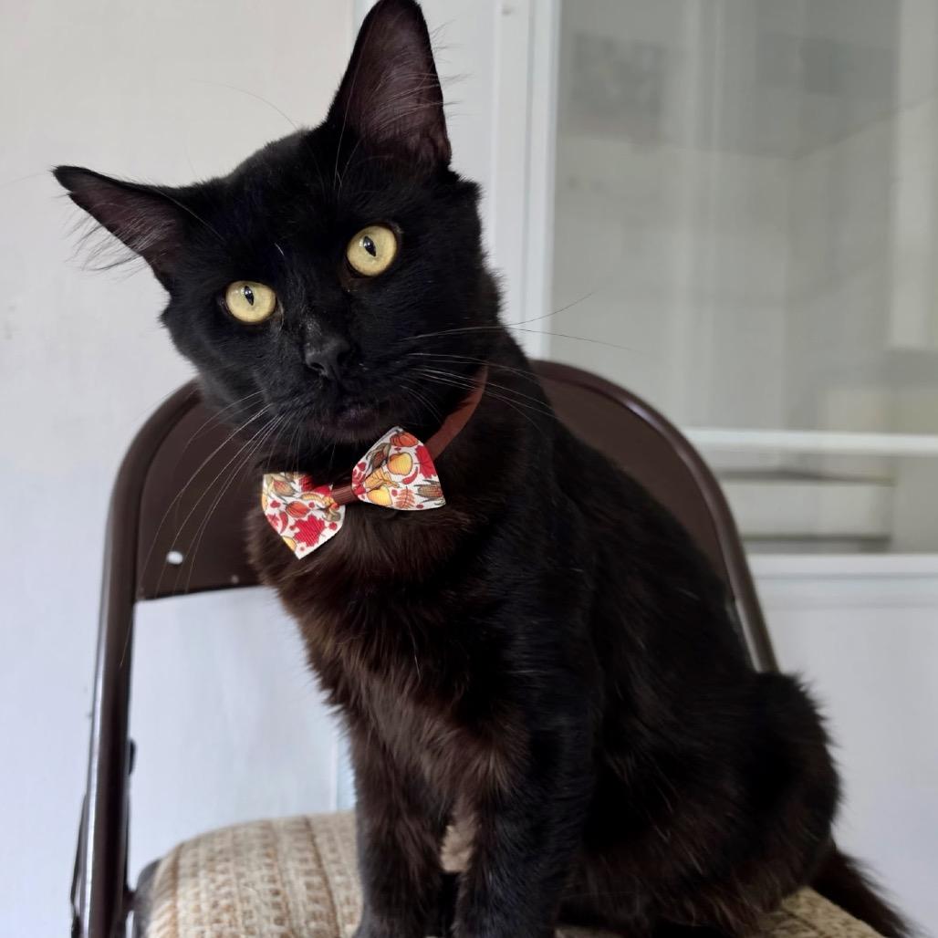 Enlarge Bob, a Adoptable Domestic Medium Hair in Pittsburgh, PA image 2/6