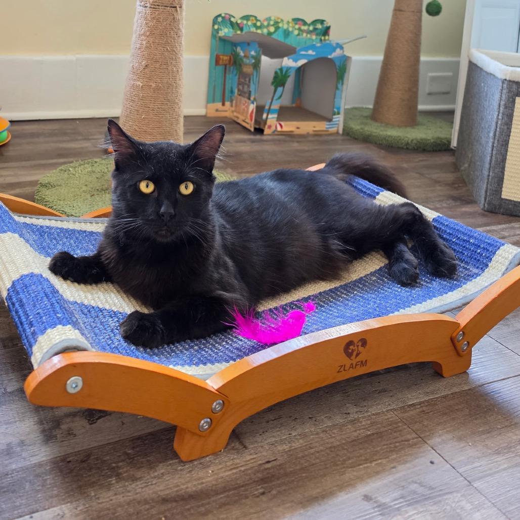 Enlarge Bob, a Adoptable Domestic Medium Hair in Pittsburgh, PA image 3/6