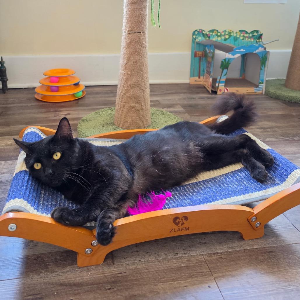 Enlarge Bob, a Adoptable Domestic Medium Hair in Pittsburgh, PA image 4/6