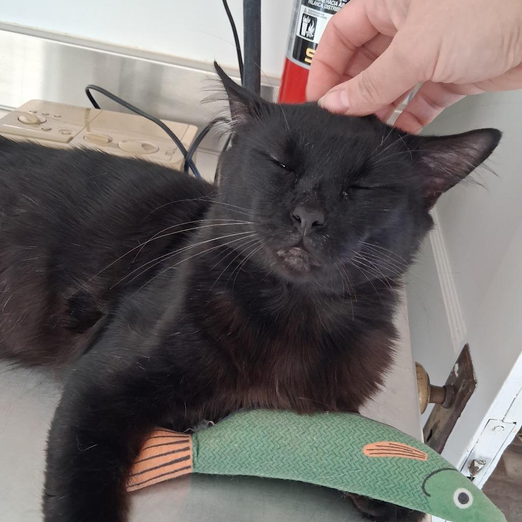 Enlarge Bob, a Adoptable Domestic Medium Hair in Pittsburgh, PA image 5/6