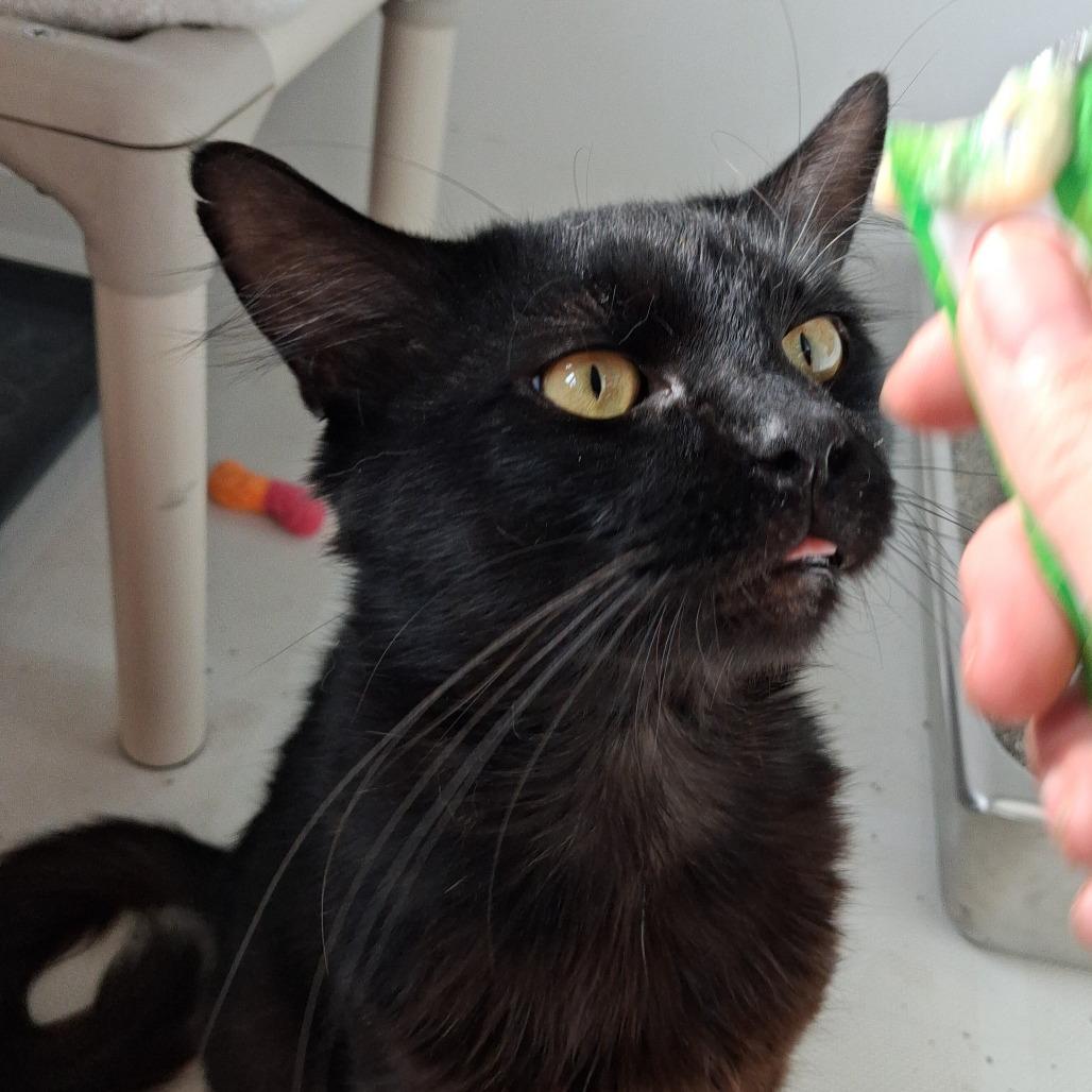 Enlarge Bob, a Adoptable Domestic Medium Hair in Pittsburgh, PA image 6/6