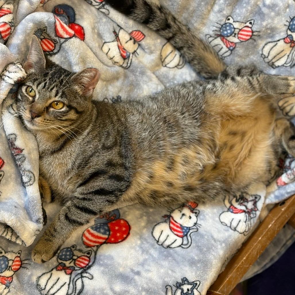 Goblet, a Adoptable Domestic Short Hair in Chicago, IL image 1/3