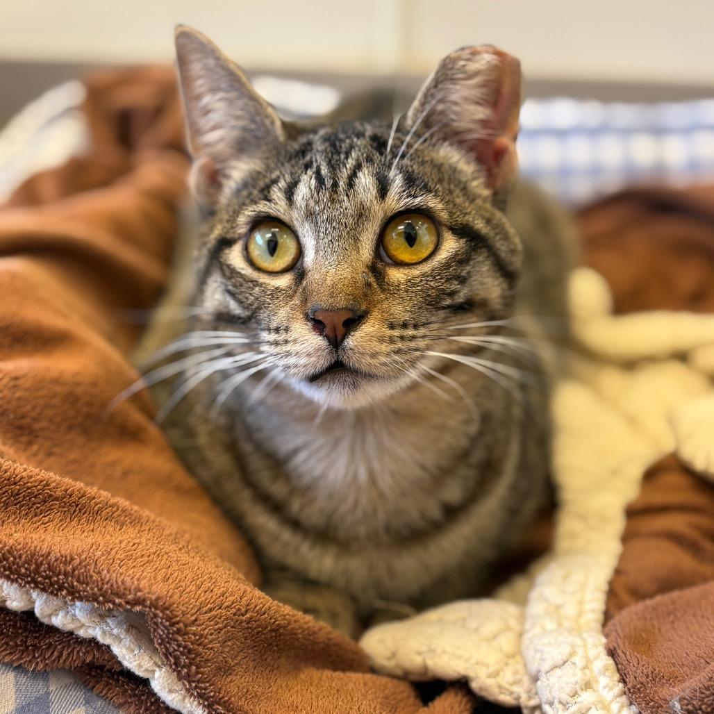 Goblet, a Adoptable Domestic Short Hair in Chicago, IL image 2/3