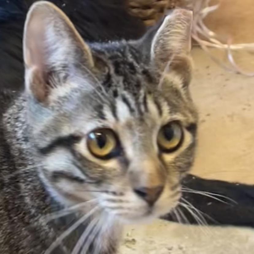 Goblet, a Adoptable Domestic Short Hair in Chicago, IL image 3/3
