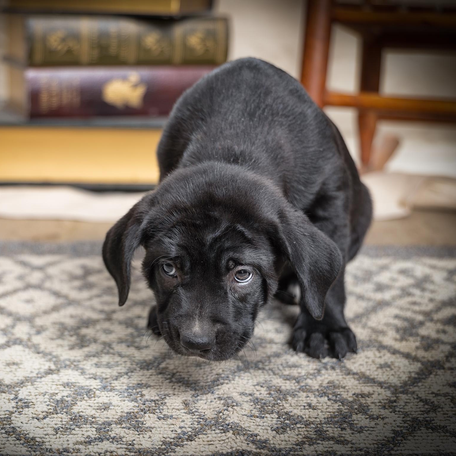 Puppy-3, ADOPTABLE, Puppy Female American Staffordshire Terrier.