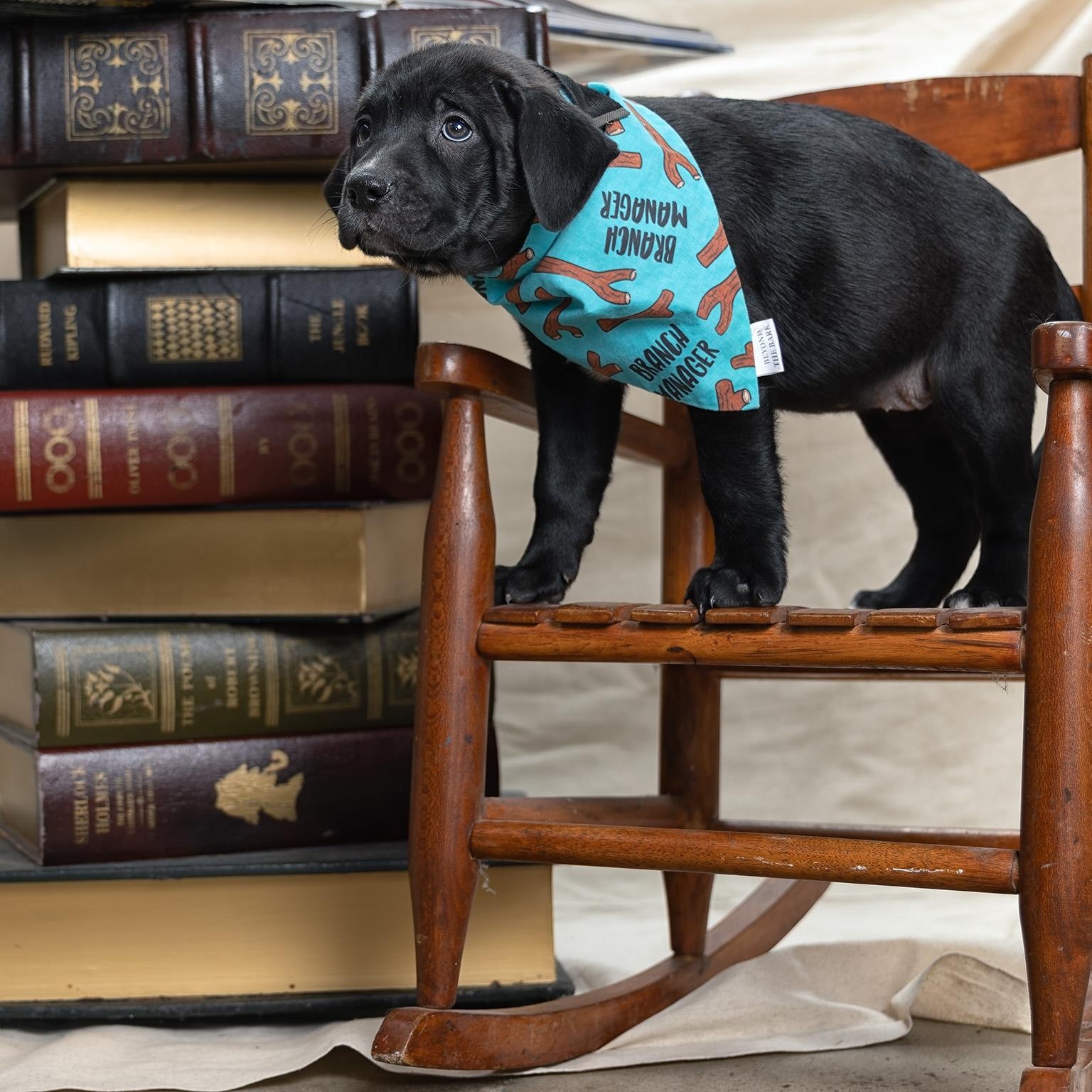 Enlarge Puppy-3, a ADOPTABLE mixed breed in Clarinda, IA image 2/4
