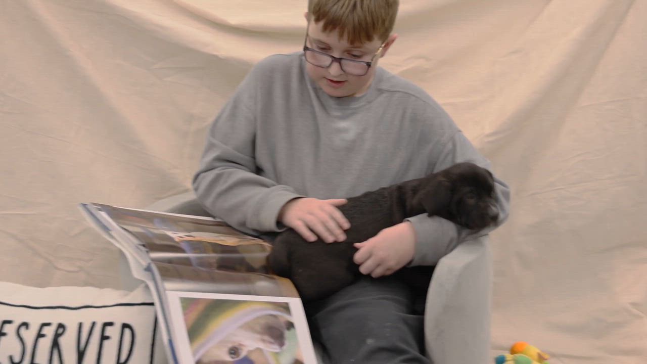 Enlarge Puppy-3, a ADOPTABLE mixed breed in Clarinda, IA video 4/4