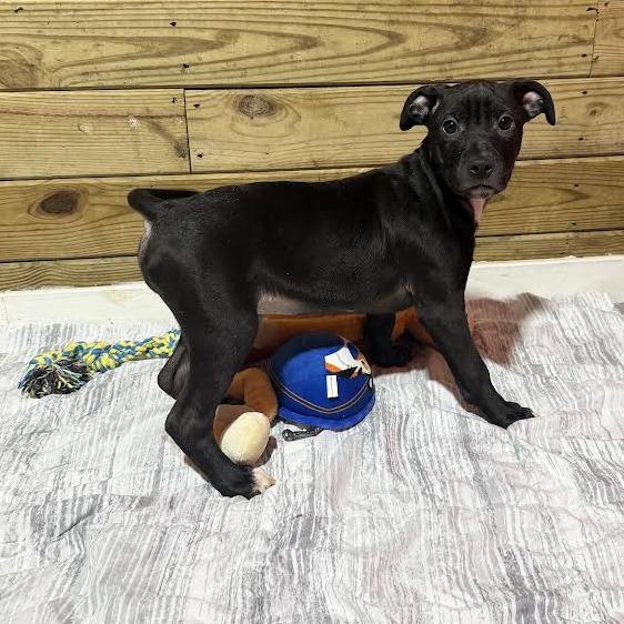 Ironhide, Adoptable, Puppy Male Mixed Breed.