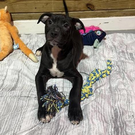Enlarge Ironhide, a Adoptable Mixed Breed in Wappingers Falls, NY image 2/6