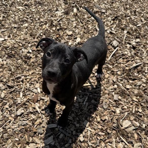 Enlarge Ironhide, a Adoptable Mixed Breed in Wappingers Falls, NY image 3/6