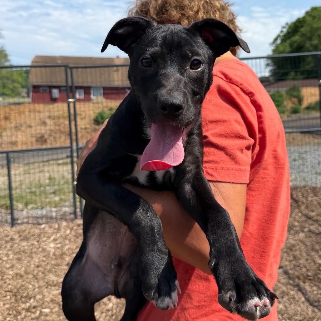 Enlarge Ironhide, a Adoptable Mixed Breed in Wappingers Falls, NY image 4/6
