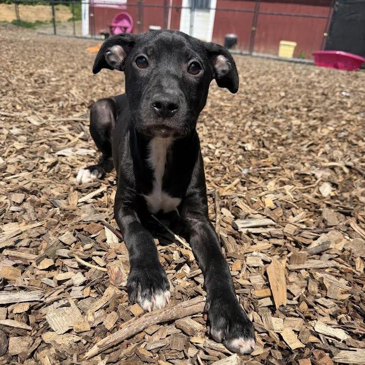 Enlarge Ironhide, a Adoptable Mixed Breed in Wappingers Falls, NY image 5/6