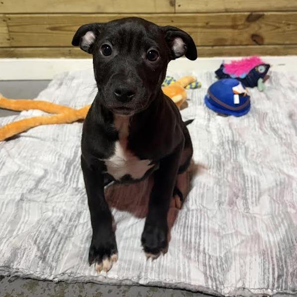 Enlarge Ironhide, a Adoptable Mixed Breed in Wappingers Falls, NY image 6/6