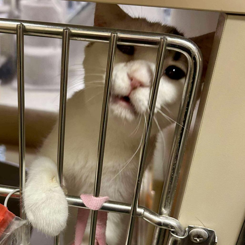 Espresso, Adoptable, Adult Female Domestic Short Hair.