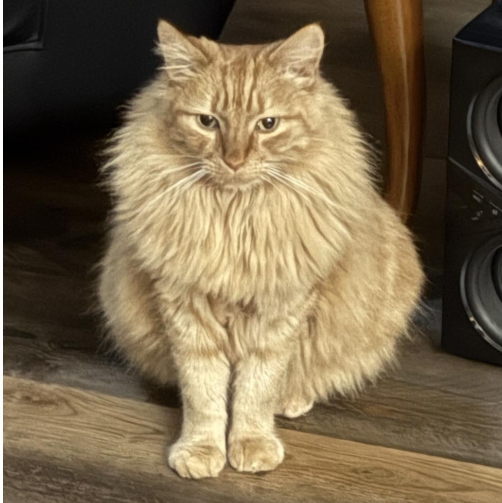 Nacho (loving, easy-going), Adoptable, Adult Male Domestic Long Hair.