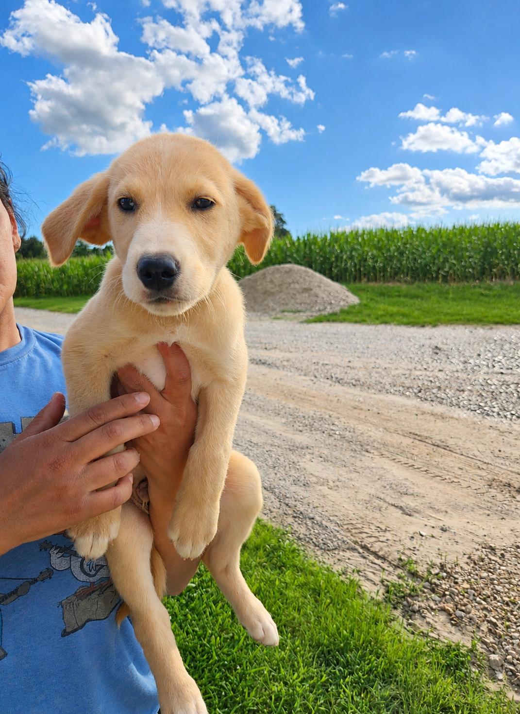 Truck, adopted, Puppy Male Labrador Retriever.