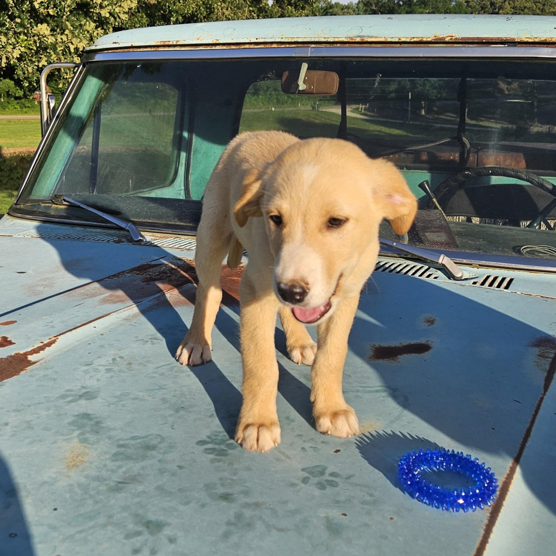 Enlarge Truck, an adopted mixed breed in Medfield, MA image 3/6