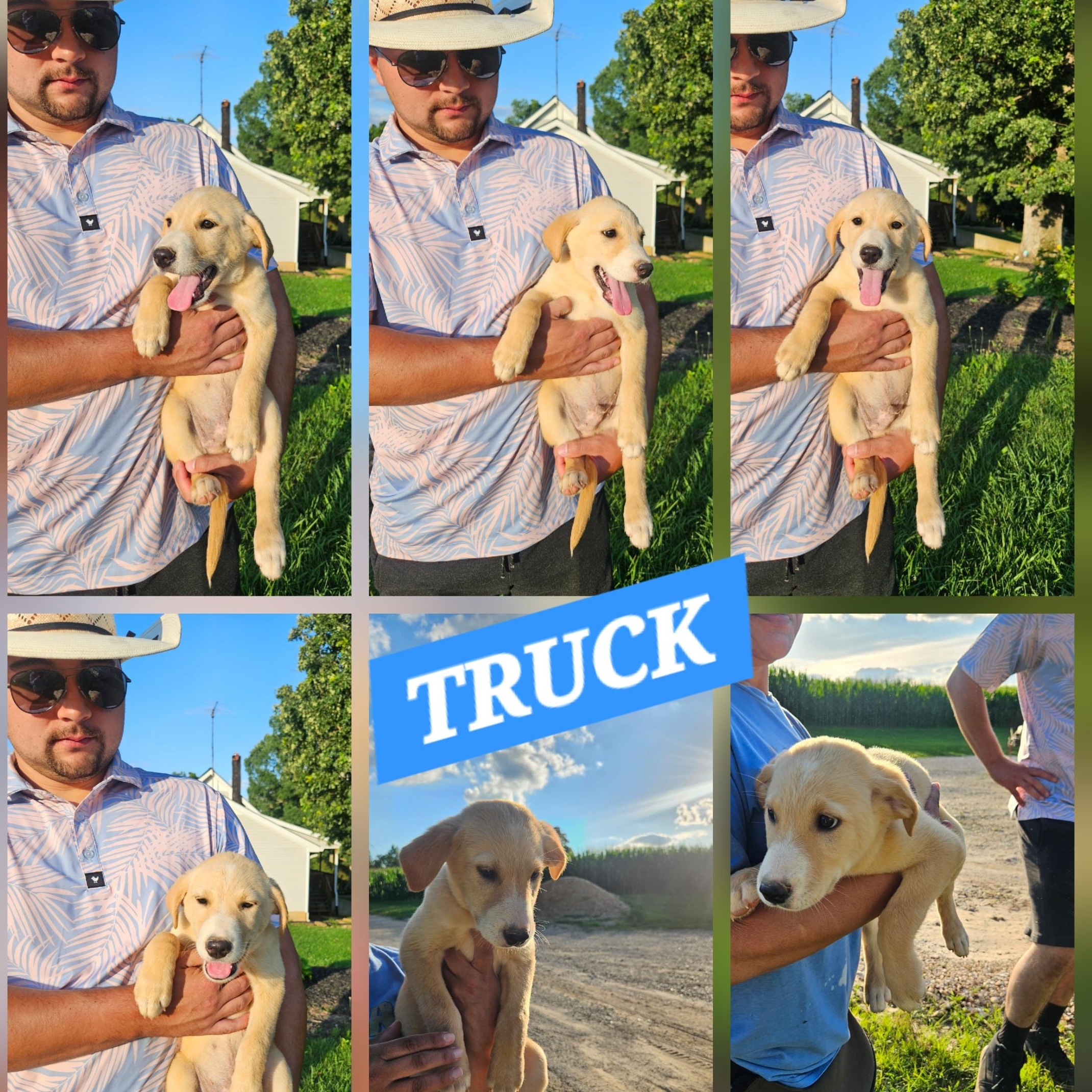 Enlarge Truck, an adopted mixed breed in Medfield, MA image 4/6