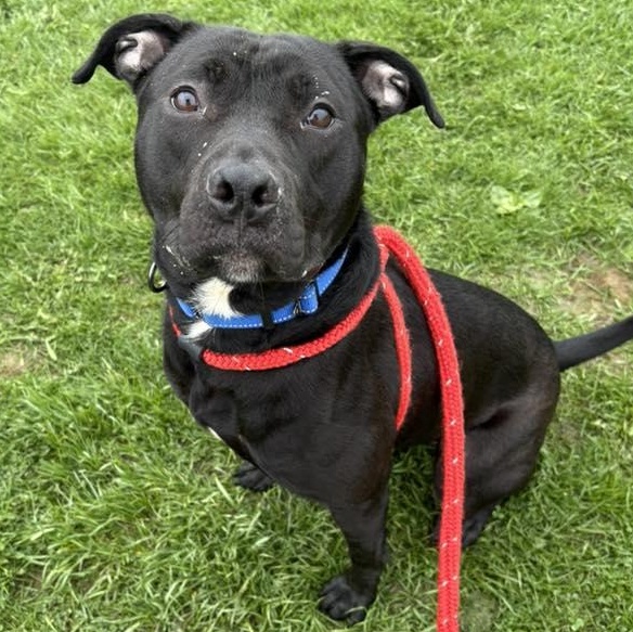 Enlarge Hayes, a ADOPTABLE Terrier in North Syracuse, NY image 1/2