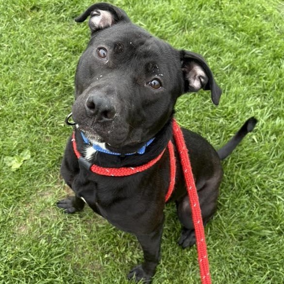 Enlarge Hayes, a ADOPTABLE Terrier in North Syracuse, NY image 2/2