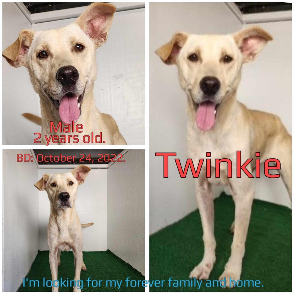 Twinkie — thumbnail 2