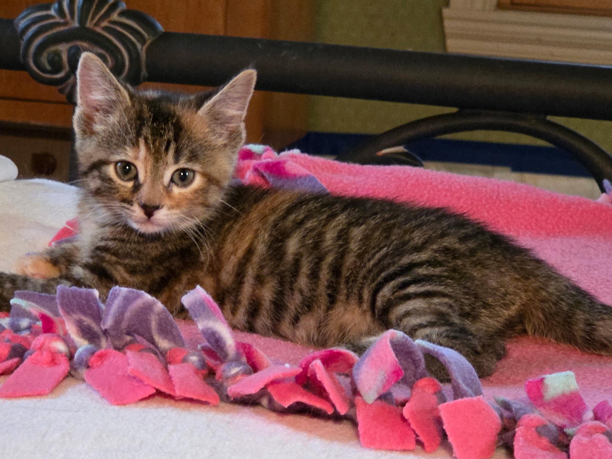 Selene, ADOPTABLE, Kitten Female Domestic Short Hair.