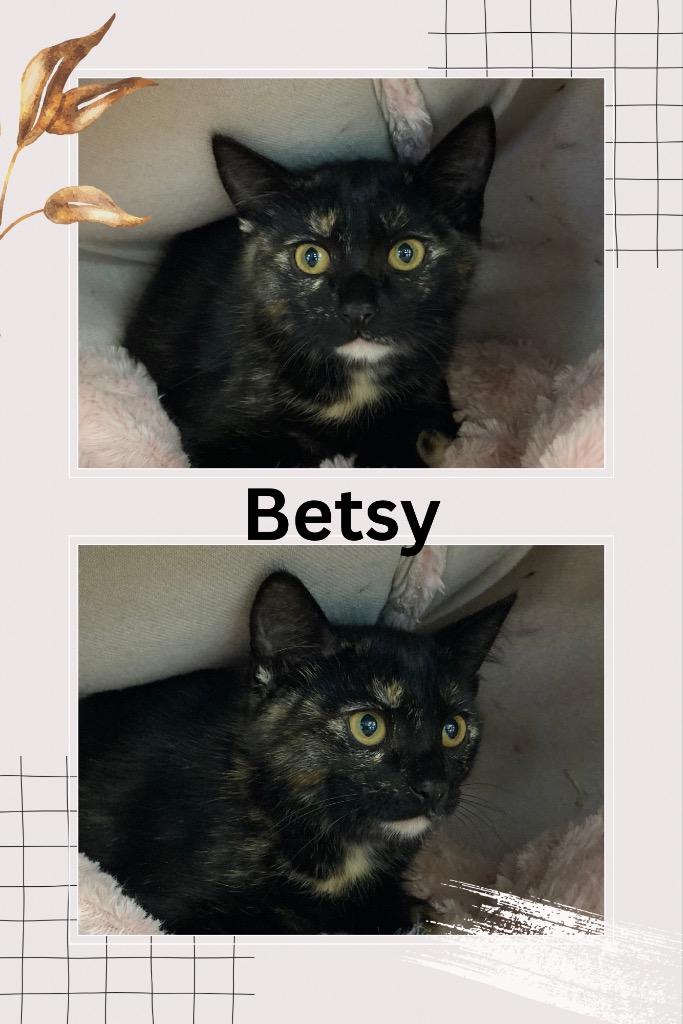 Betsy, Adoptable, Young Female Domestic Short Hair.
