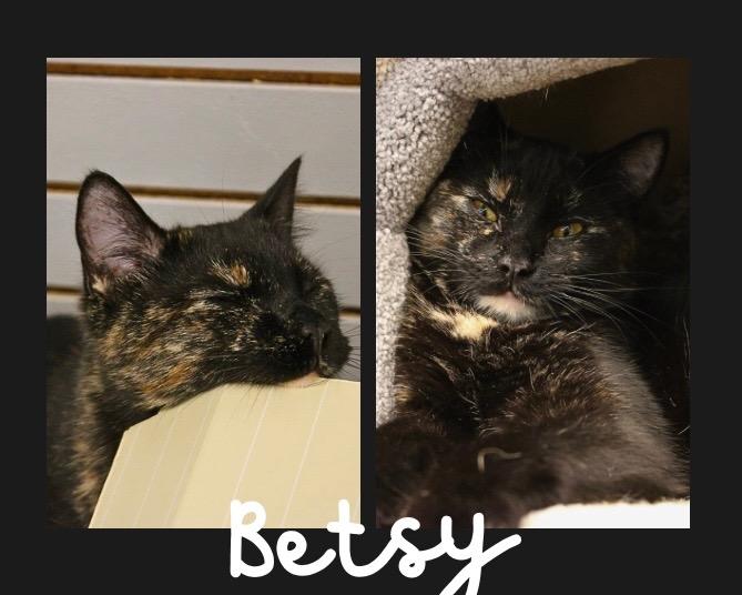 Enlarge Betsy, a Adoptable mixed breed in Pierceton, IN image 2/3