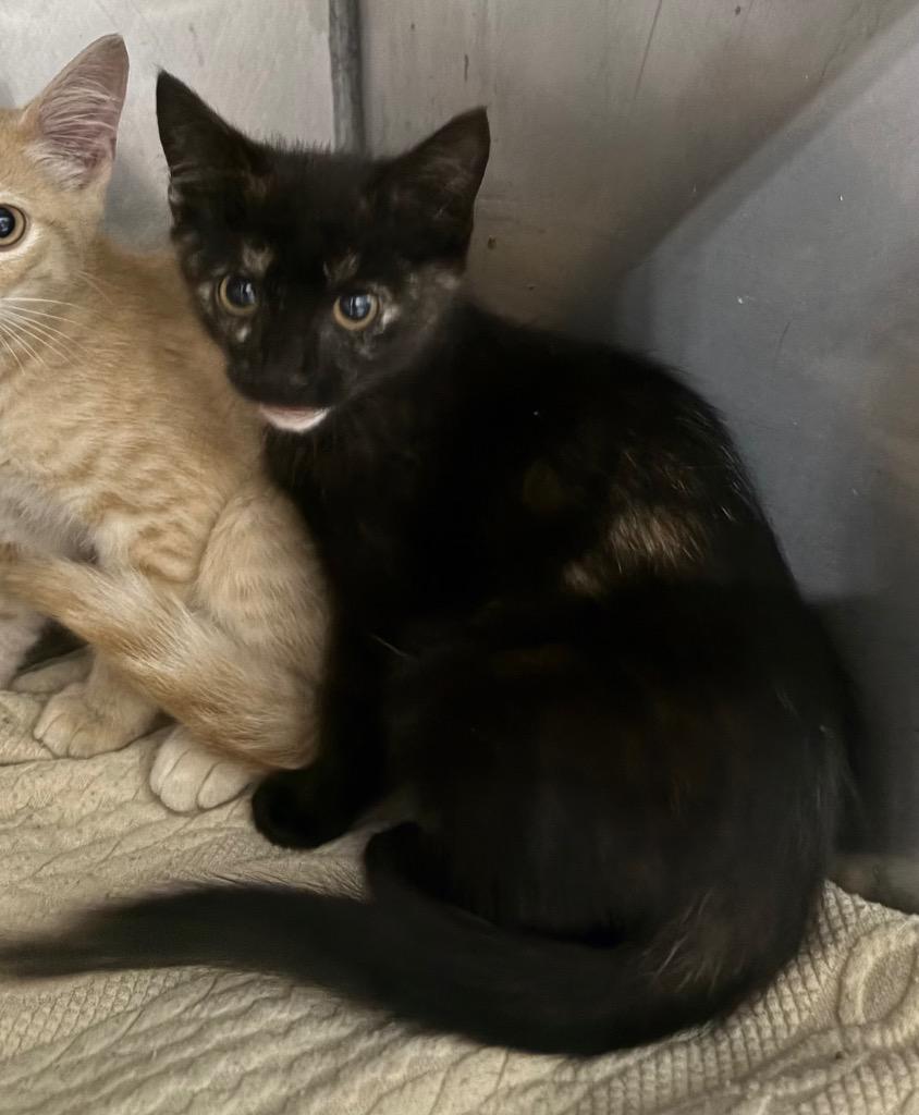 Enlarge Betsy, a Adoptable mixed breed in Pierceton, IN image 3/3