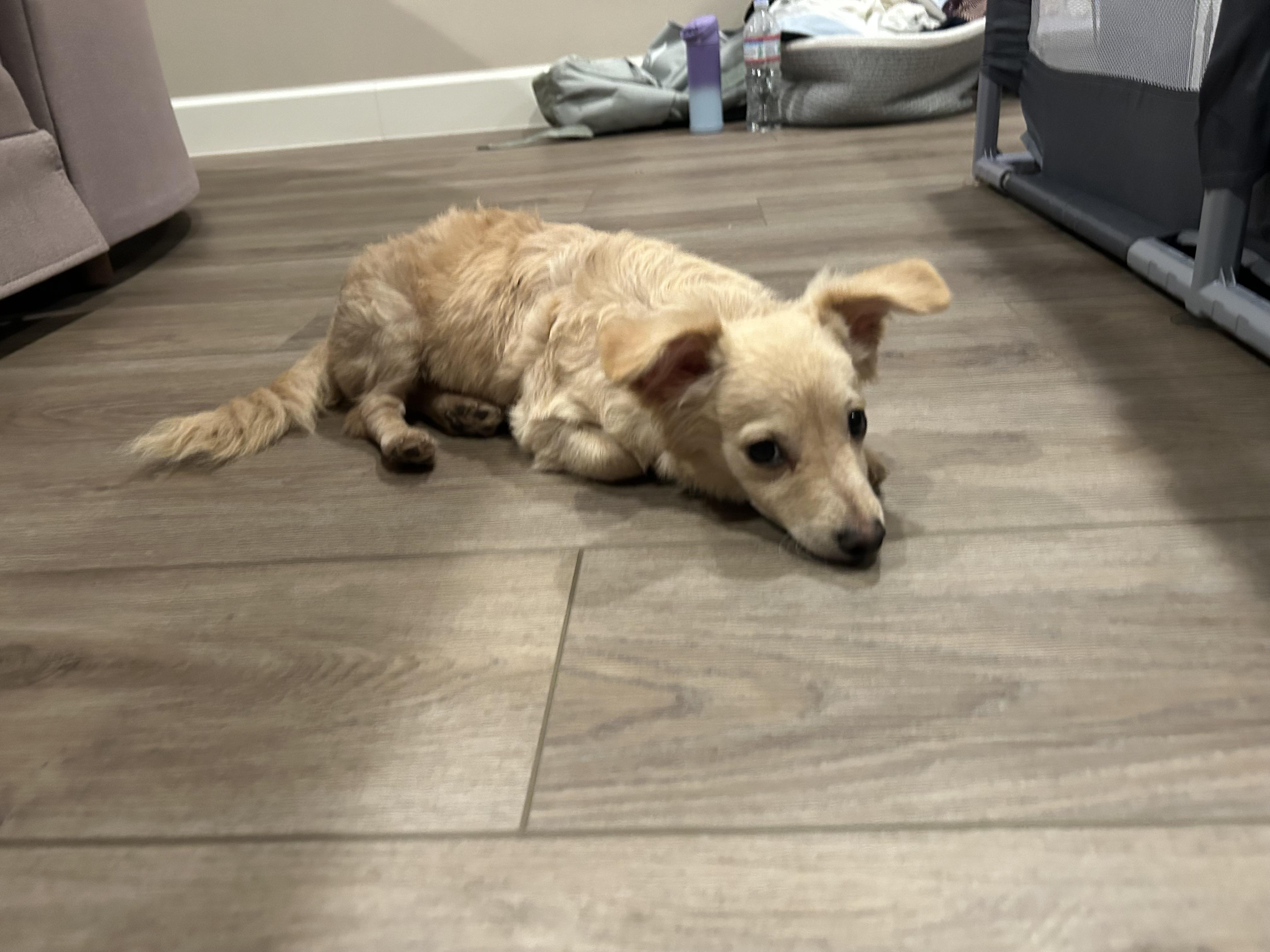 he looking for his forever home currently