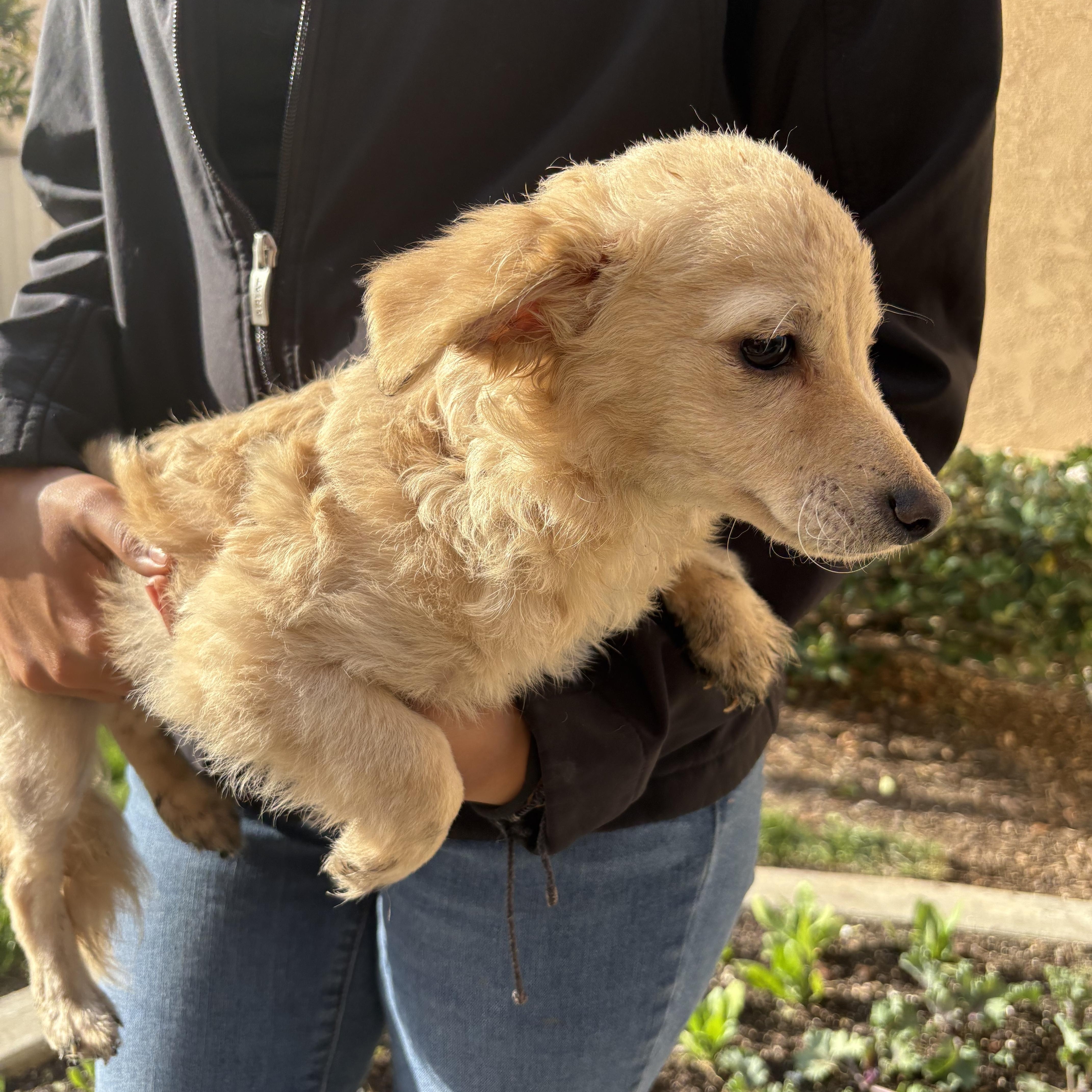 he looking for his forever home currently