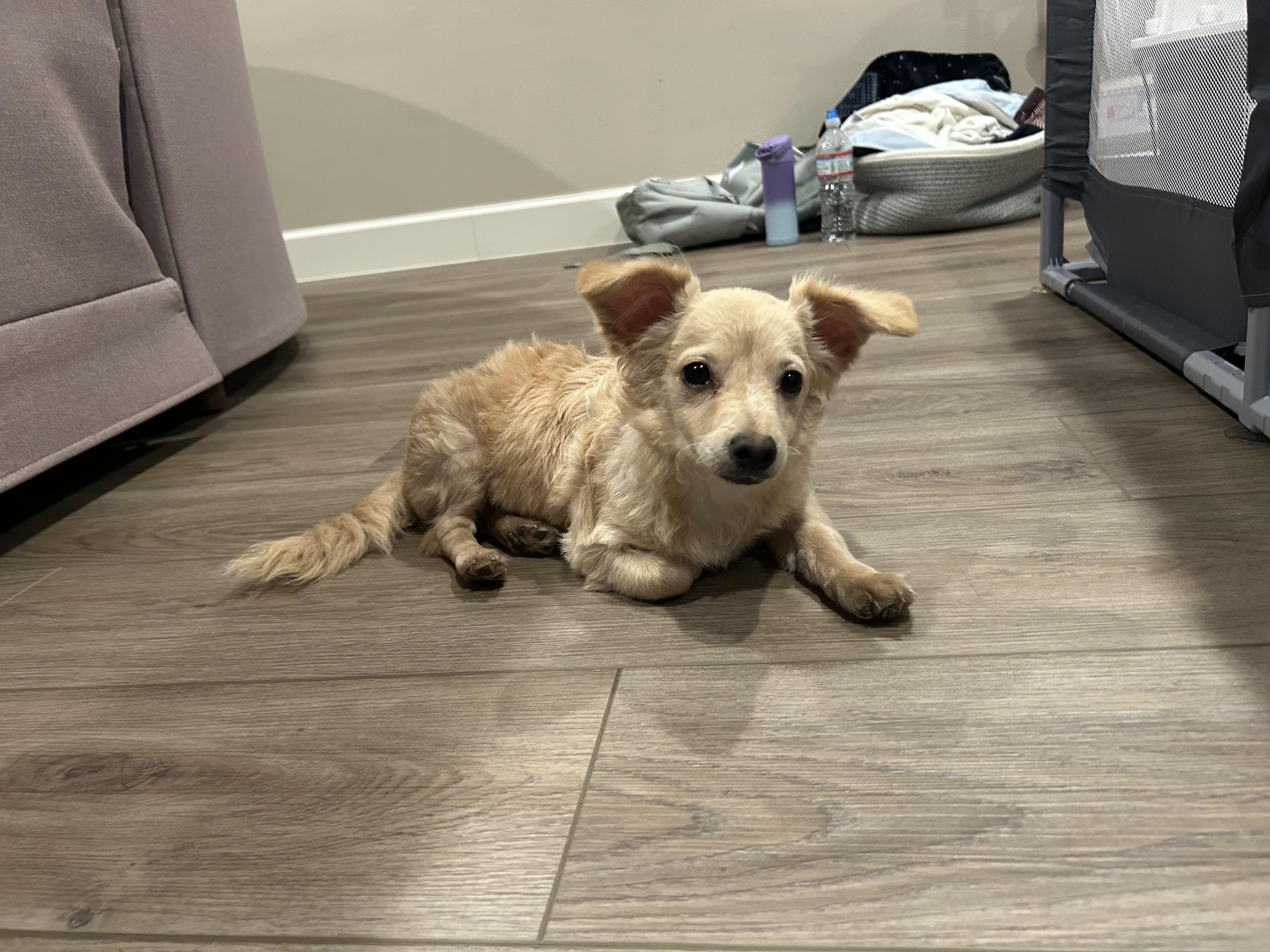 he looking for his forever home currently