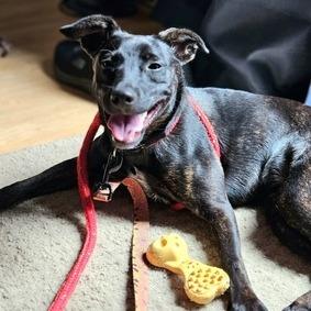 Enlarge Lottie - Adoption Fee Sponsored in Full, a Adoptable Mixed Breed in Alexandria, VA image 1/6