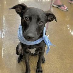 Enlarge Lottie - Adoption Fee Sponsored in Full, a Adoptable Mixed Breed in Alexandria, VA image 3/6